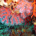Buceo - profundidades de Elba